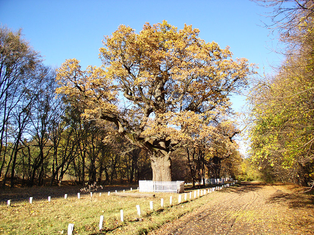 Карлівський район